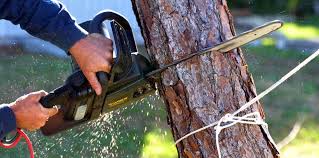 How Our Tree Care Process Works  in  Goshen, CA