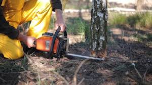 Trusted Goshen, CA Tree Services Experts