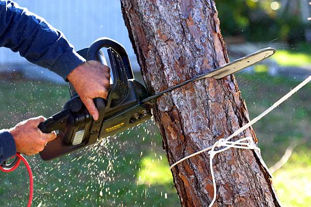 Best Tree Trimming and Pruning  in Goshen, CA