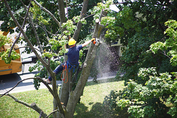 Best Tree Mulching  in Goshen, CA